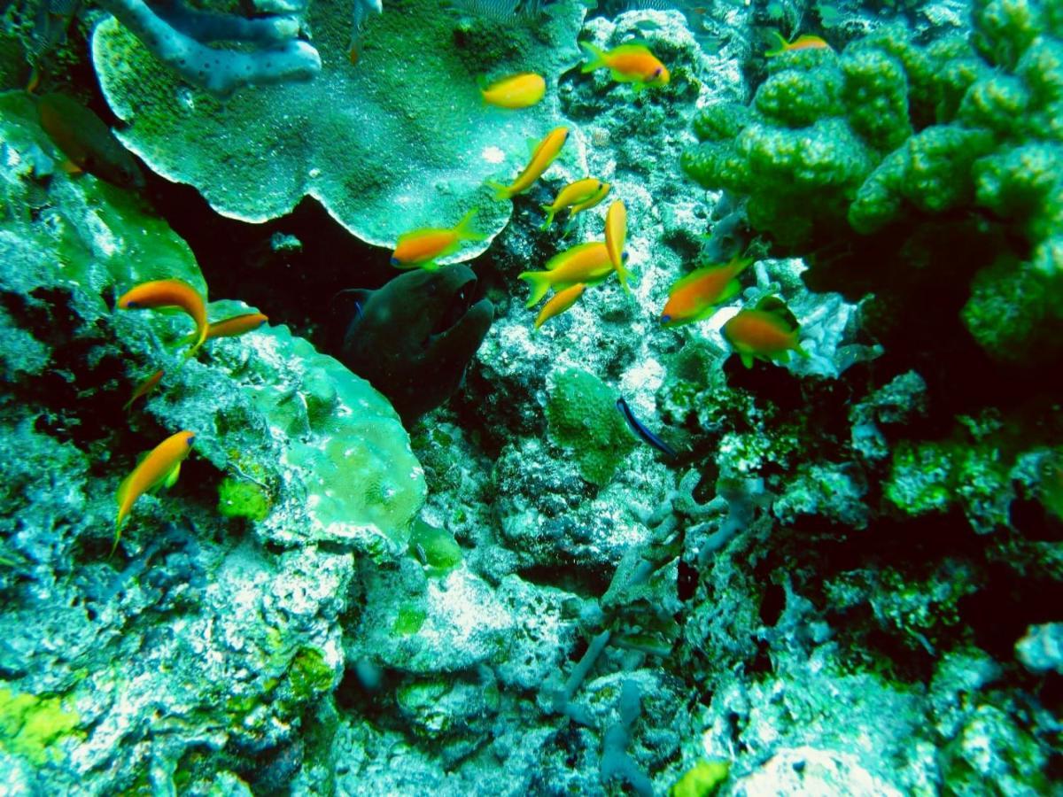 Royal Reef Pensiune Mathiveri
